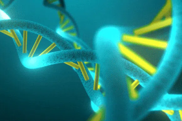 DNA Structure