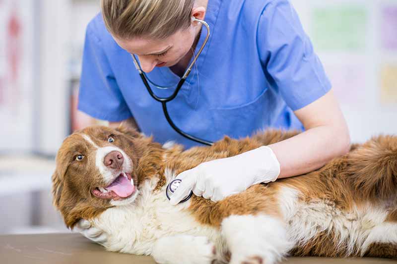 img/schools/veterinary-school.jpg