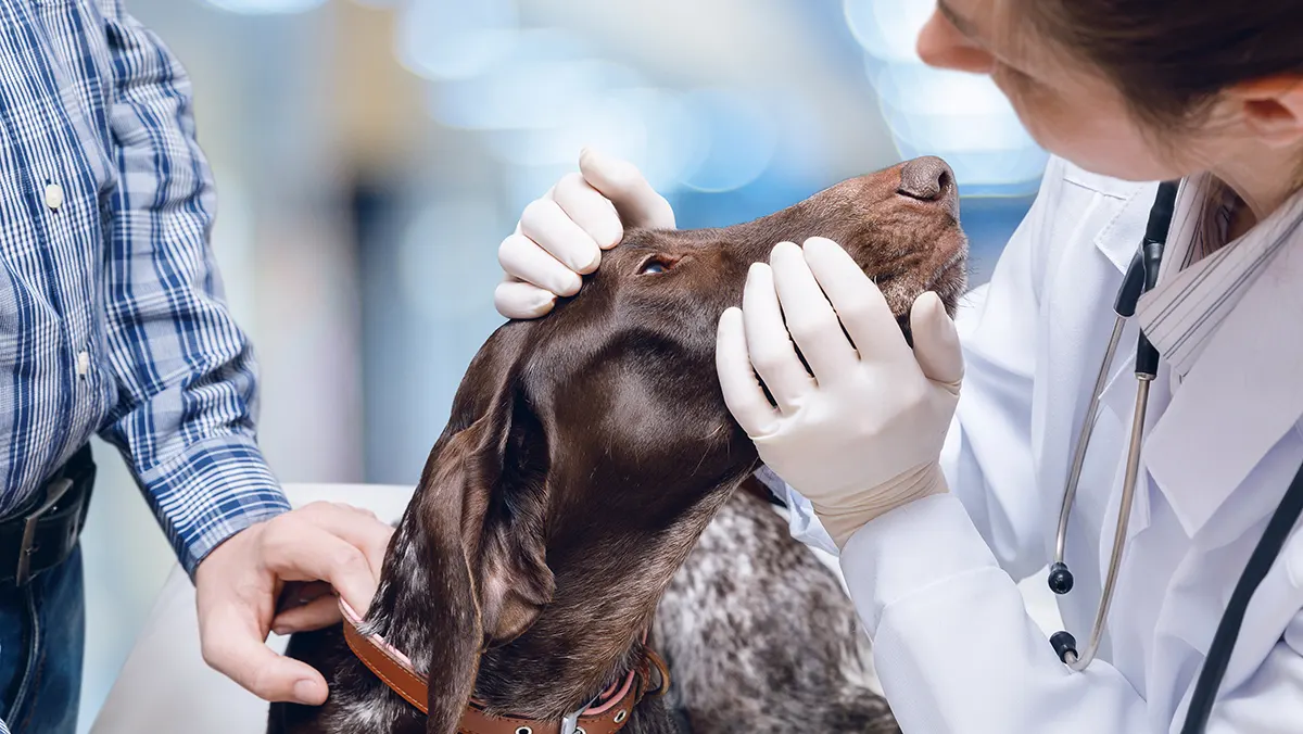 Veterinary School