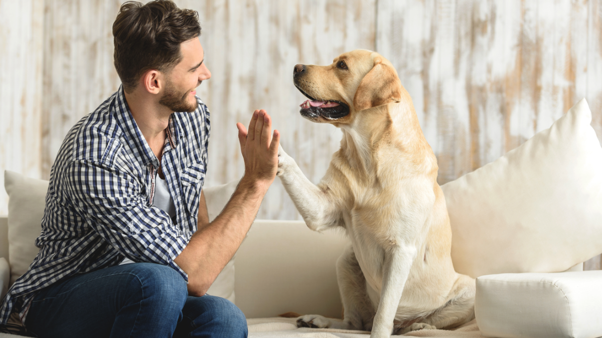 pets during medical school