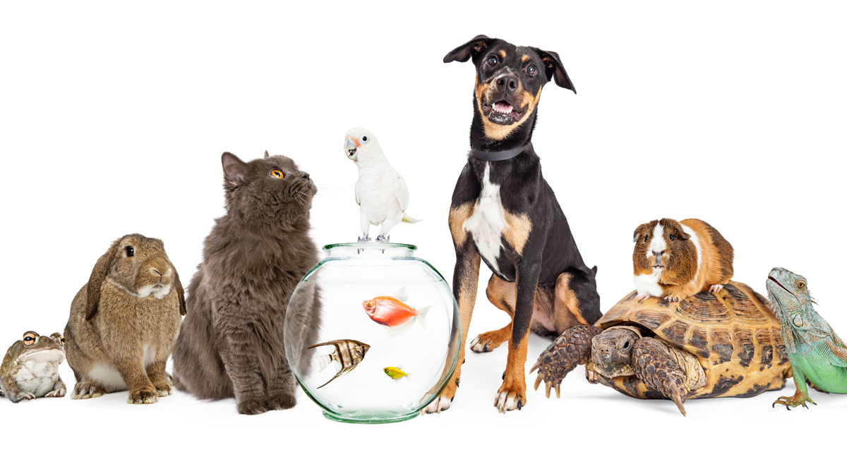 Pets During Professional School - SDN