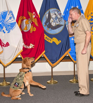 Photo of Shetland, military facility dog.